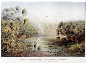 Ylä-Niilin kulkuväylä, jossa on papyrusta ja ruovikkoa. tekijältä French School