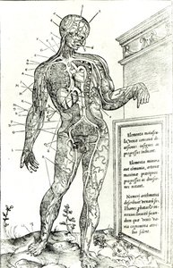 Verisuonijärjestelmä Charles Etiennen mukaan teoksesta The Dissection of the Human Body tekijältä French School