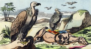 Korppikotkat. Kaiverrus "Buffon Alphabet des Oiseaux n 1". 3. Serie N 1. Epinalin kuvantaminen, Epinal, 1800-luvun loppu. 16 sivua. Mitat: 28 x 21 cm tekijältä French School
