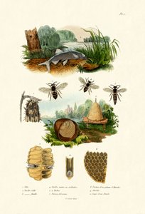 White Aspe, 1833-39 tekijältä French School