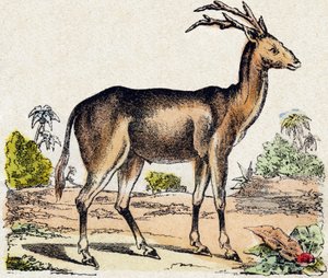 Xantarus. Kaiverrus "Wild Animals Alphabet". 9. sarja. Kuvia Epinalista, Pellerin, kirjapaino-kustantaja, n. 1870. Kaiverrukset puuhun, stensiili. 16 sivua. Koko: 20 x 15 cm. Yksityinen kokoelma tekijältä French School