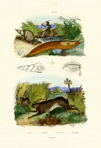 Keltainen Slug, 1833-39 tekijältä French School