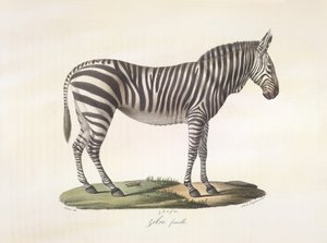 Nainen seepra. Naarasseepra, Natural History of Mammals (väri litho) tekijältä French School