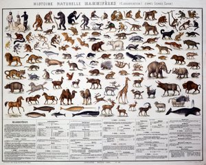 Zoologia: nisäkkäiden luokittelu ranskalaisen biologin Georges Cuvierin (1769-1832) mukaan. Luonnontieteellinen lautakunta tekijältä French School