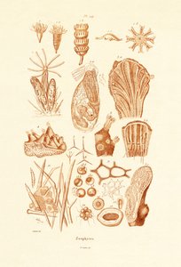 Zoophytes, 1833-39 tekijältä French School