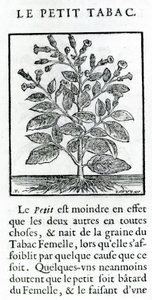 Pieni tupakka, kuvitus Jean Le Royer de Praden teoksesta Discourse on Tobacco, 1671 tekijältä French School