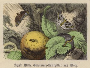 Apple Moth, Gooseberry-Caterpillar ja Moth (värillinen kaiverrus)