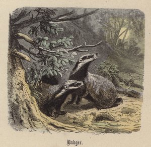 Mäyrä (värillinen kaiverrus) tekijältä Friedrich Specht
