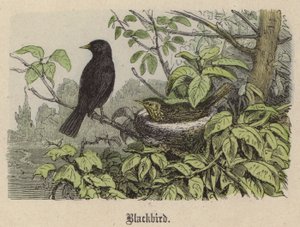 Blackbird (värillinen kaiverrus) tekijältä Friedrich Specht