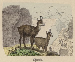 Säämiskä (värillinen kaiverrus) tekijältä Friedrich Specht
