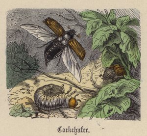 Cockchafer (värillinen kaiverrus) tekijältä Friedrich Specht
