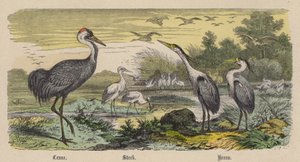 Crane, Stork, Heron (värillinen kaiverrus)