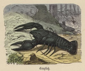Rapu (värillinen kaiverrus) tekijältä Friedrich Specht