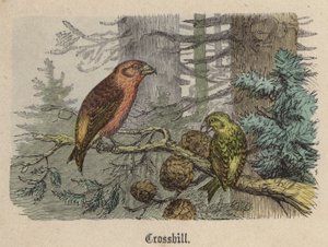 Crossbill (värillinen kaiverrus) tekijältä Friedrich Specht