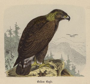 Golden Eagle (värillinen kaiverrus) tekijältä Friedrich Specht