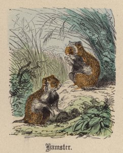 Hamsteri (värillinen kaiverrus)