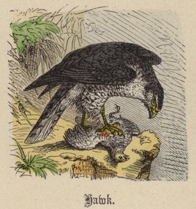 Hawk (värillinen kaiverrus) tekijältä Friedrich Specht