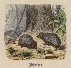Siili (värillinen kaiverrus)