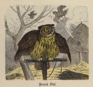 Sarvipöllö (värillinen kaiverrus) tekijältä Friedrich Specht