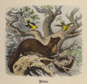 Marten (värillinen kaiverrus) tekijältä Friedrich Specht