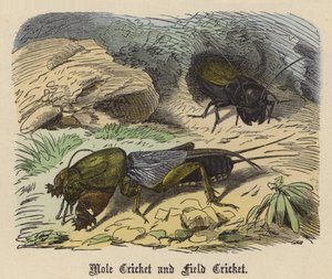 Mole Cricket ja Field Cricket (värillinen kaiverrus)