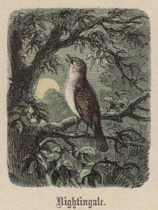 Nightingale (värillinen kaiverrus) tekijältä Friedrich Specht