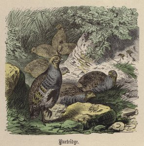 Partridge (värinen kaiverrus) tekijältä Friedrich Specht