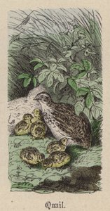 Viiriäinen (värillinen kaiverrus) tekijältä Friedrich Specht