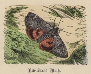Red-band Moth (värillinen kaiverrus)