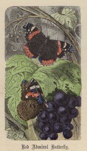 Red Admiral Butterfly (värillinen kaiverrus) tekijältä Friedrich Specht