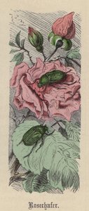 Rosechafer (värillinen kaiverrus) tekijältä Friedrich Specht