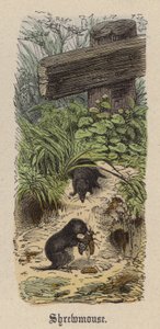 Shrewmouse (värillinen kaiverrus) tekijältä Friedrich Specht