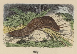 Slug (värillinen kaiverrus) tekijältä Friedrich Specht