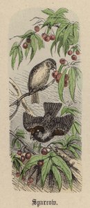 Sparrow (värillinen kaiverrus) tekijältä Friedrich Specht