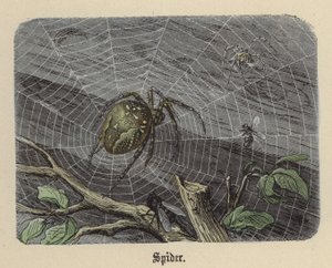Hämähäkki (värillinen kaiverrus) tekijältä Friedrich Specht