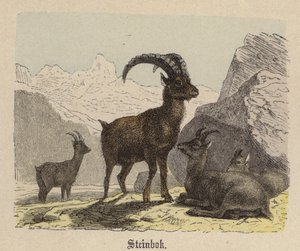Steinbok (värillinen kaiverrus) tekijältä Friedrich Specht