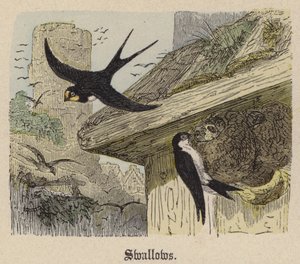 Pääskyset (värillinen kaiverrus) tekijältä Friedrich Specht