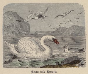 Swan and Seamew (värillinen kaiverrus) tekijältä Friedrich Specht