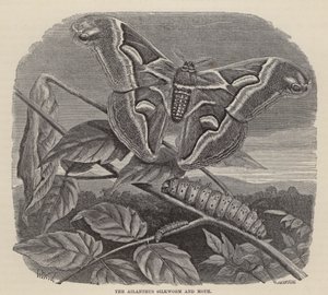 Ailanthus-silkkiäistoukka ja koi (kaiverrus) tekijältä Friedrich Specht