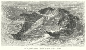 Delfiini (Delphinus Delphis) (kaiverrus) tekijältä Friedrich Specht