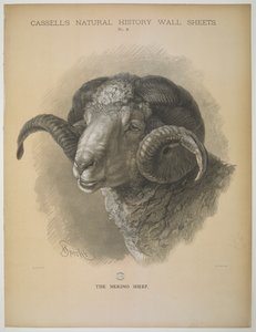 Merinolammas, "Cassell