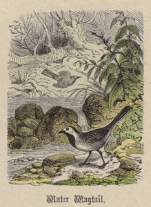 Water Wagtail (värillinen kaiverrus) tekijältä Friedrich Specht