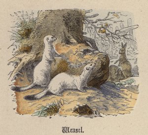 Weasel (värillinen kaiverrus) tekijältä Friedrich Specht