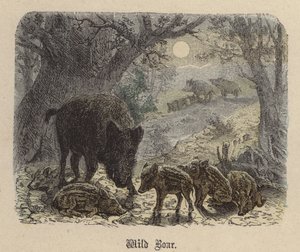 Villisika (värillinen kaiverrus) tekijältä Friedrich Specht