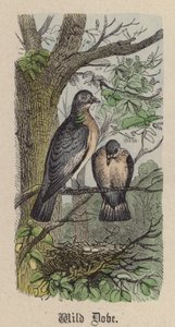 Wild Dove (värillinen kaiverrus) tekijältä Friedrich Specht