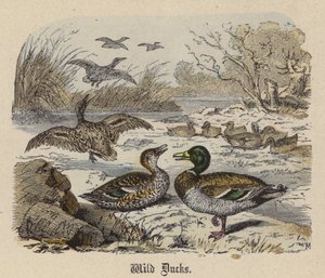 Wild Ducks (värillinen kaiverrus) tekijältä Friedrich Specht