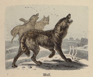 Susi (värillinen kaiverrus)