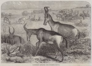 Hartebeest-antilooppi tekijältä Friedrich Wilhelm Keyl