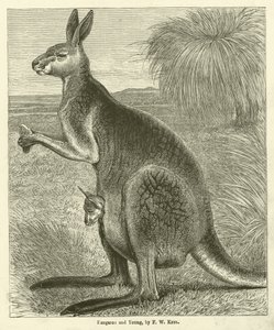 Kangaroo and Young (kaiverrus)
