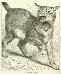 Ilves (kaiverrus)